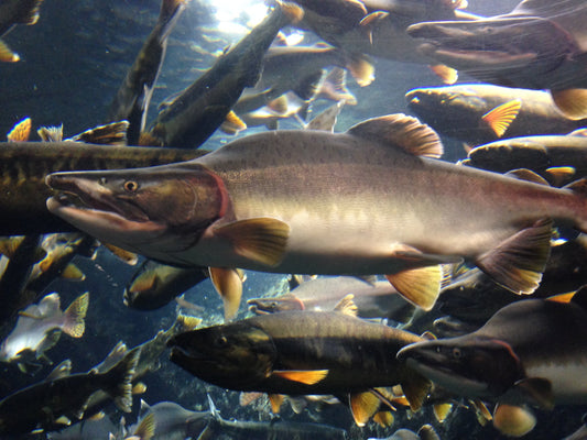 What Is a Pink Salmon? The Odd-Year Invasion of Puget Sound